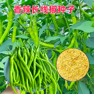 超长香辣线椒种子包对版新种香辣薄皮高产长条辣椒籽种大全菜种子