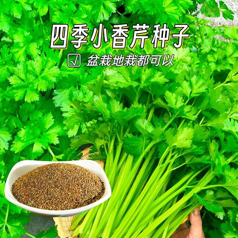 芹菜种子四季小芹菜种子香味浓郁芹菜易播种阳台盆栽农家蔬菜种子