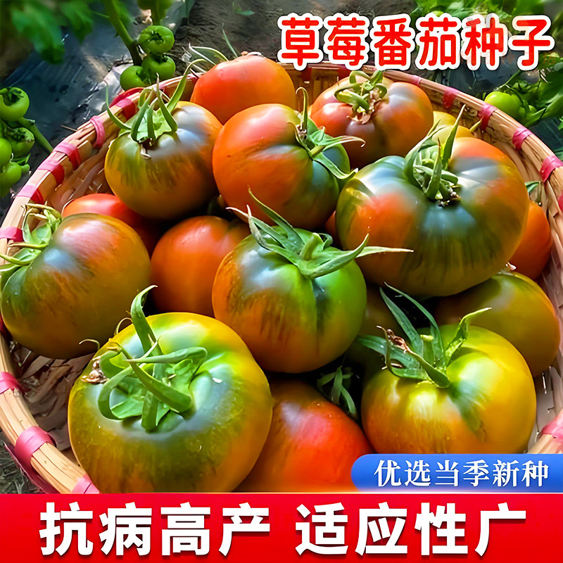 铁皮草莓柿子种子西红柿水果番茄种籽早熟绿腚铁皮柿子春季播种孑