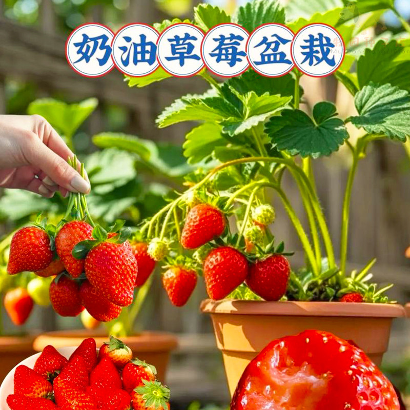 奶油草莓种子四季食用水果大草莓种籽阳台盆栽种植农家结果草莓种