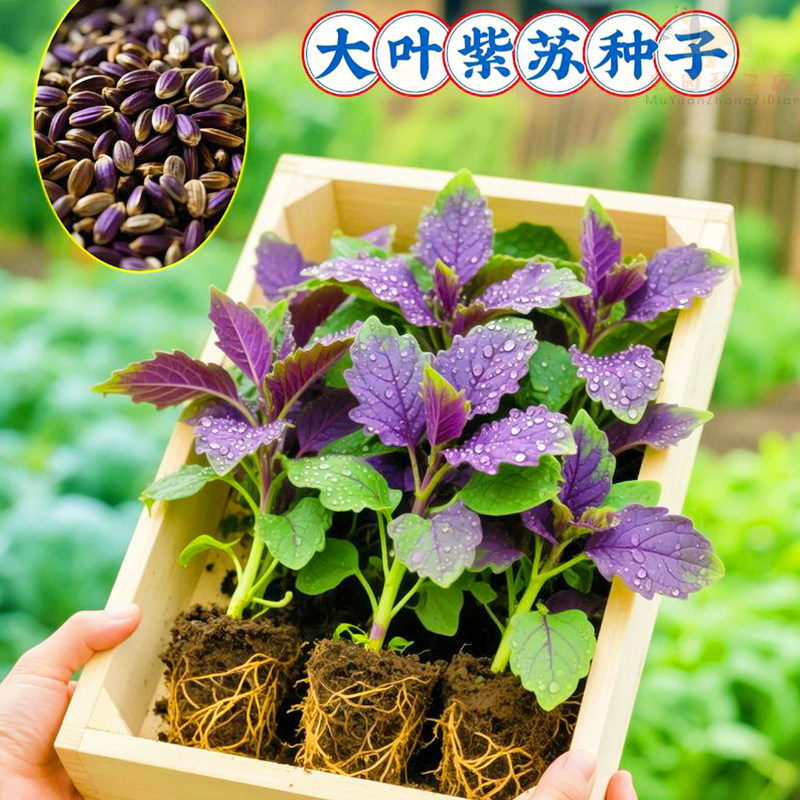 紫苏种子紫苏叶种籽盆栽生吃可食用紫苏种植四季籽种蔬菜孑苏子叶