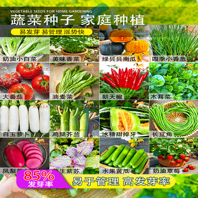 蔬菜种子四季阳台盆栽萝卜白菜黄瓜菜苔豆角水果薄荷菜籽籽孑大全