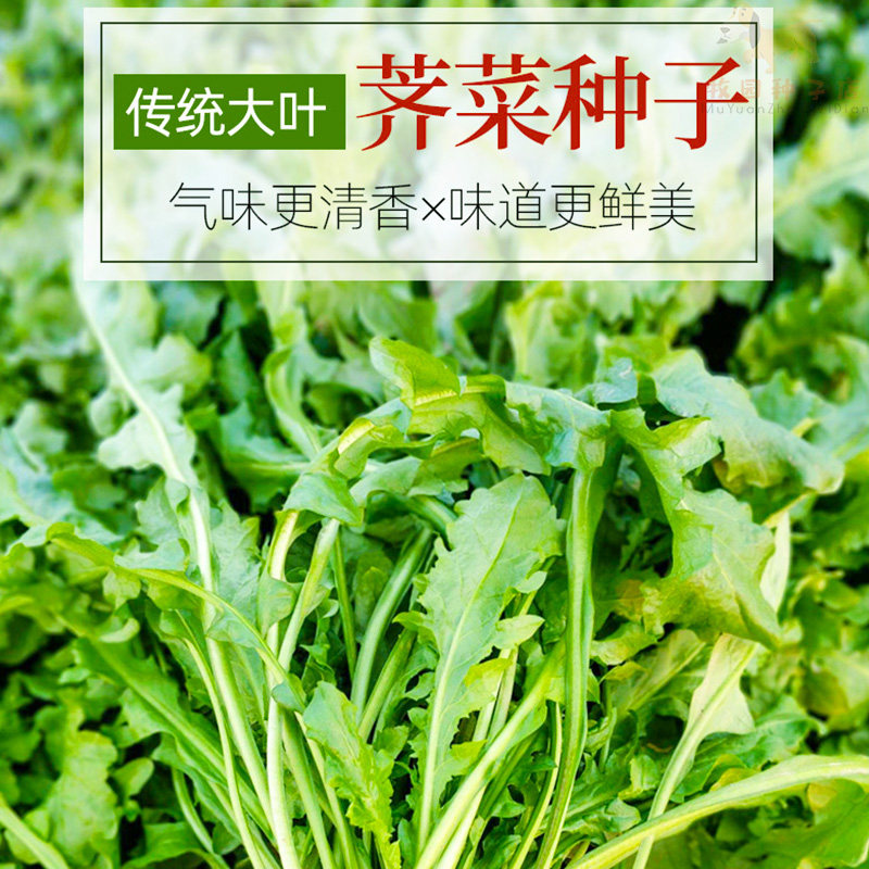 野生荠菜种籽四季播鲜嫩食用野菜种孑荠菜芨芨菜盆栽蔬菜种子大全