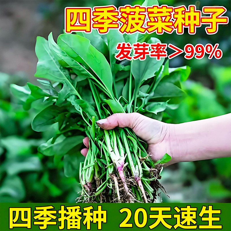 小叶菠菜种子小尖叶土菠菜种籽家庭种植农家味老品种蔬菜种子大全