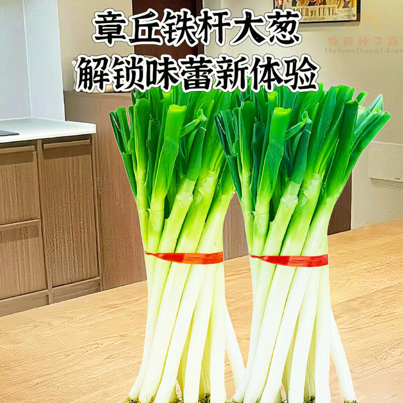 长白条大葱种子四季高产耐寒香葱章丘长白条大葱种籽家庭蔬菜种子
