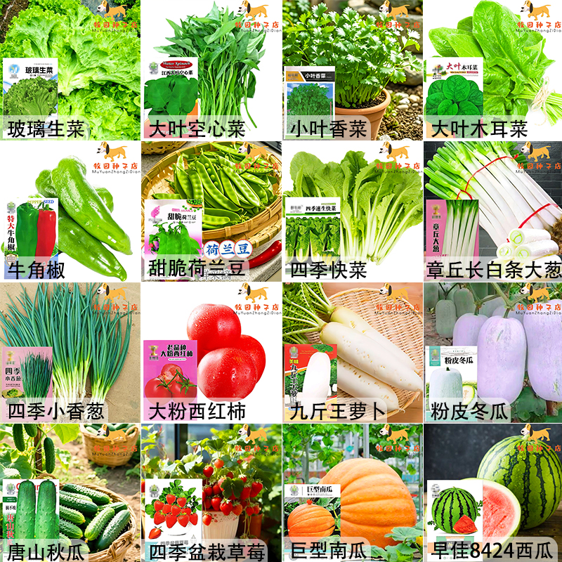 蔬菜种子四季白菜生小香葱菜播阳台盆栽辣椒萝卜瓜果秋种籽子大全