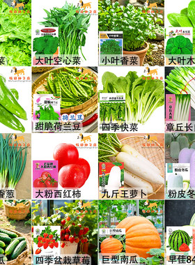 蔬菜种子四季白菜生小香葱菜播阳台盆栽辣椒萝卜瓜果秋种籽子大全
