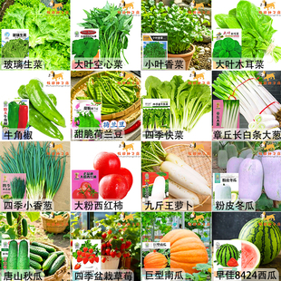 蔬菜种子四季白菜生小香葱菜播阳台盆栽辣椒萝卜瓜果秋种籽子大全