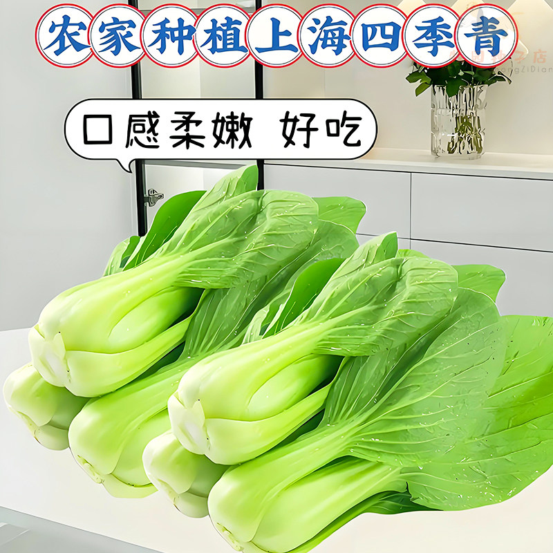 上海青小青菜四季油菜种子籽种冬天大全蔬菜种籽孑矮脚黑叶苏州青