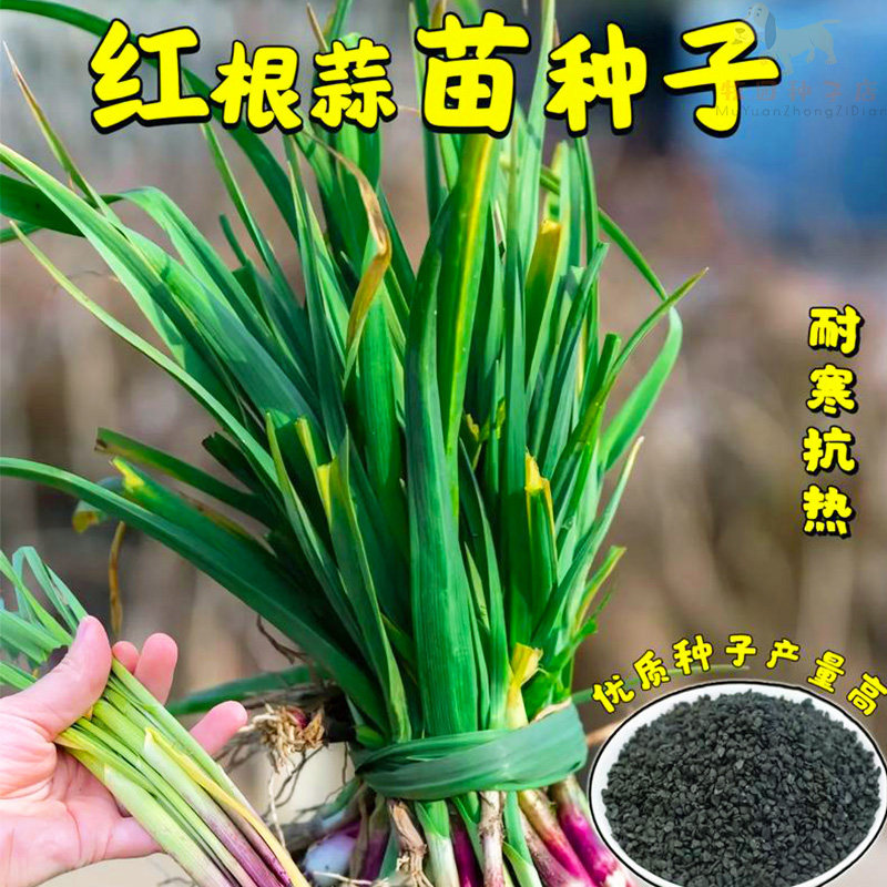 红根蒜苗种子四季紫红皮头蒜蒜苔大蒜瓣种籽阳台盆栽农家蔬菜种子