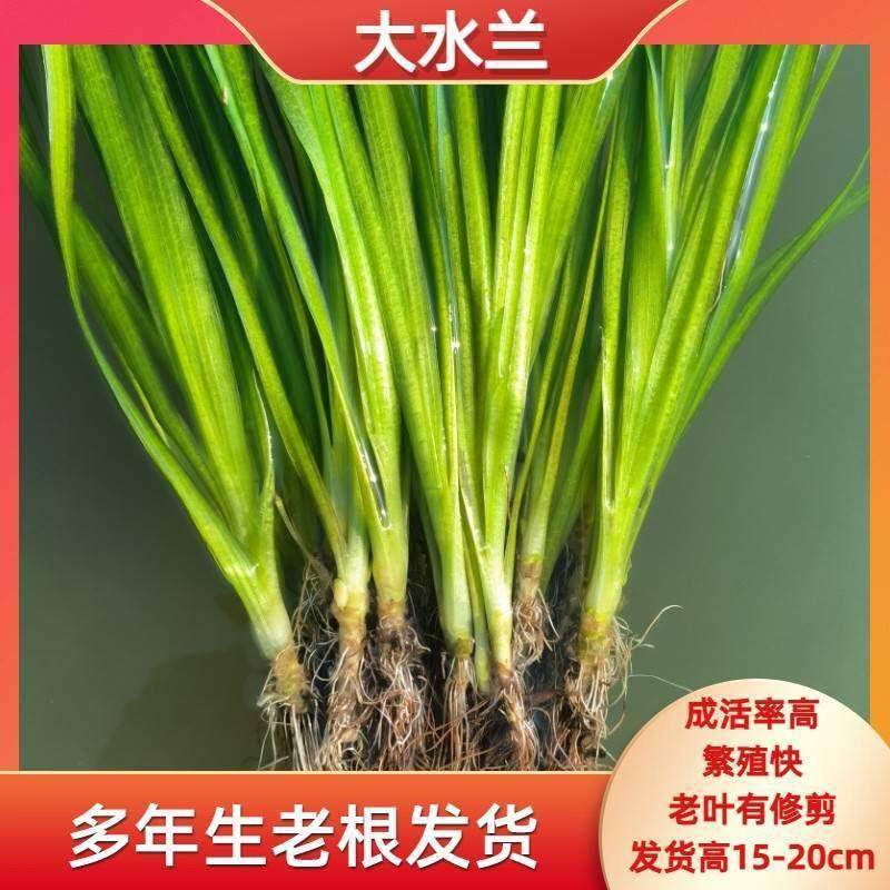 真水草大水兰小扭兰龙舌