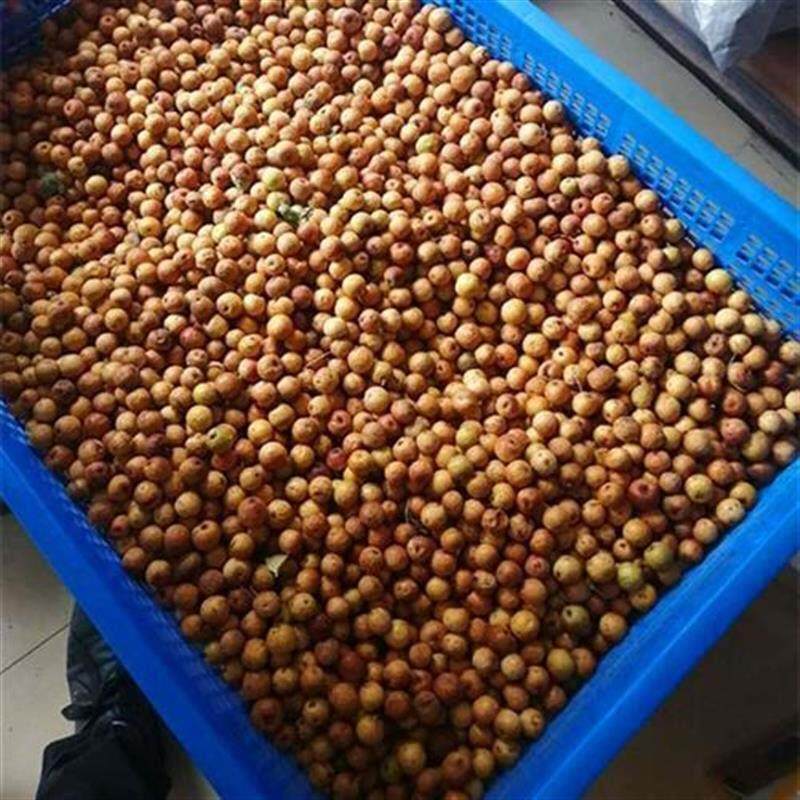 凤眼青皮菩提子赌龙眼麒