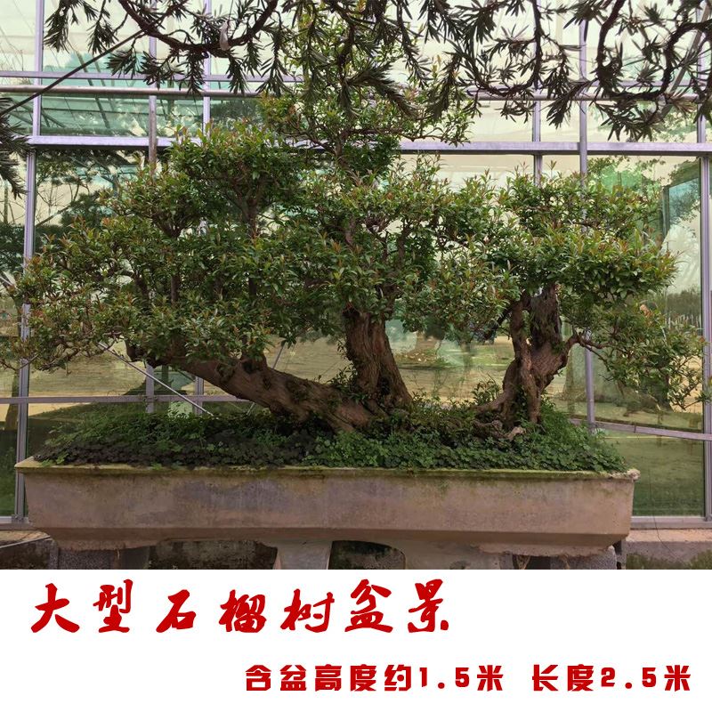 速发盆景罗汉松 发财榆树 石榴苗盆景 小叶紫檀