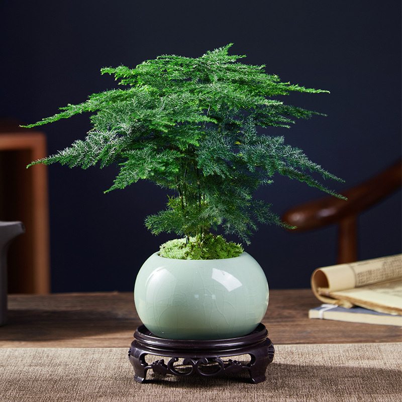 文竹盆栽植物室内办公室水培客厅懒人小绿植花卉大全盆景四季常青