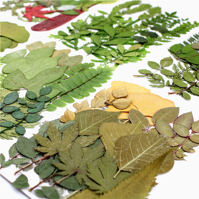 真树叶植物标本幼儿园手工贴画干花压花DIY写真贴脸装饰干花妆礼图片