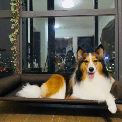 宠物行军床可拆洗金毛防潮带围边狗窝KH夏大型犬猫窝铁艺狗床离地