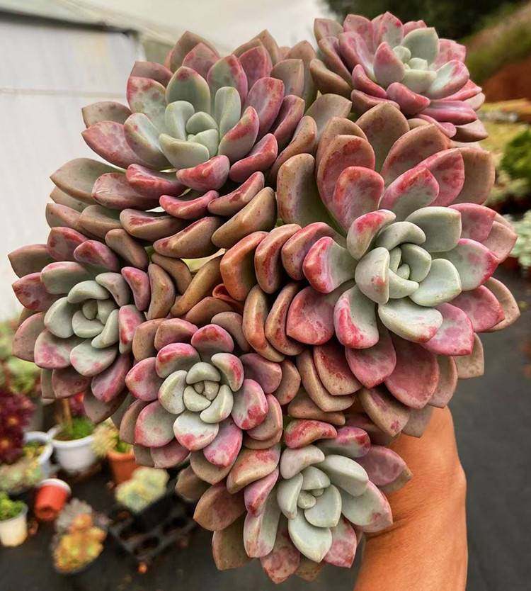 云南露养多肉 花斑鹿 阳台室内楼顶景观 吸甲醛 防辐射大颗盆栽