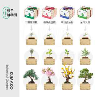 木盒自种盆栽diy桌面办公室摆件创意生日企业定制礼品文艺 日式