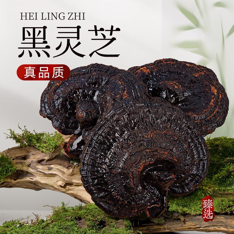 长白山黑灵芝整朵500g木无