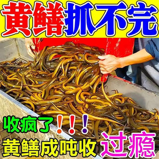 鳝鱼诱食剂黄鳝诱饵泥鳅药诱捕专用龙虾黄辣丁引诱O剂鱼饵添加剂