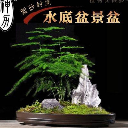 神力紫砂吸水石假山水仙花碗莲长方椭圆形紫砂接水托盘盆景盆花盆