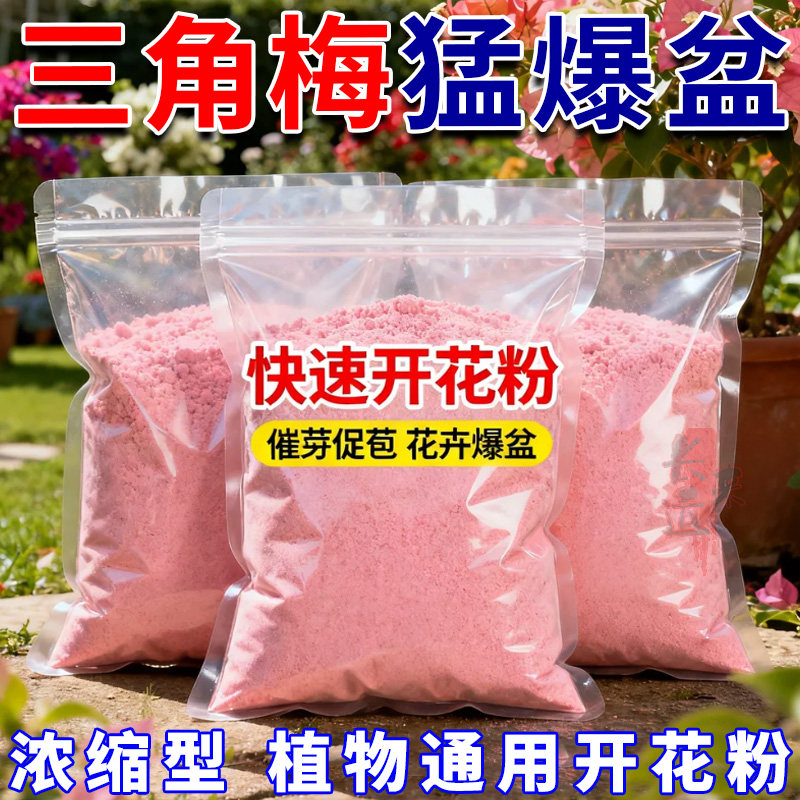 快速开花粉三角梅茶花茉莉盆栽通