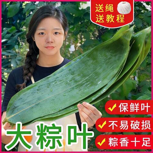 粽叶干大号新鲜包粽子专用端午节