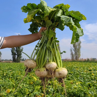 新疆阿克苏柯坪县恰玛古新疆特产果蔬炖羊肉凉拌吃
