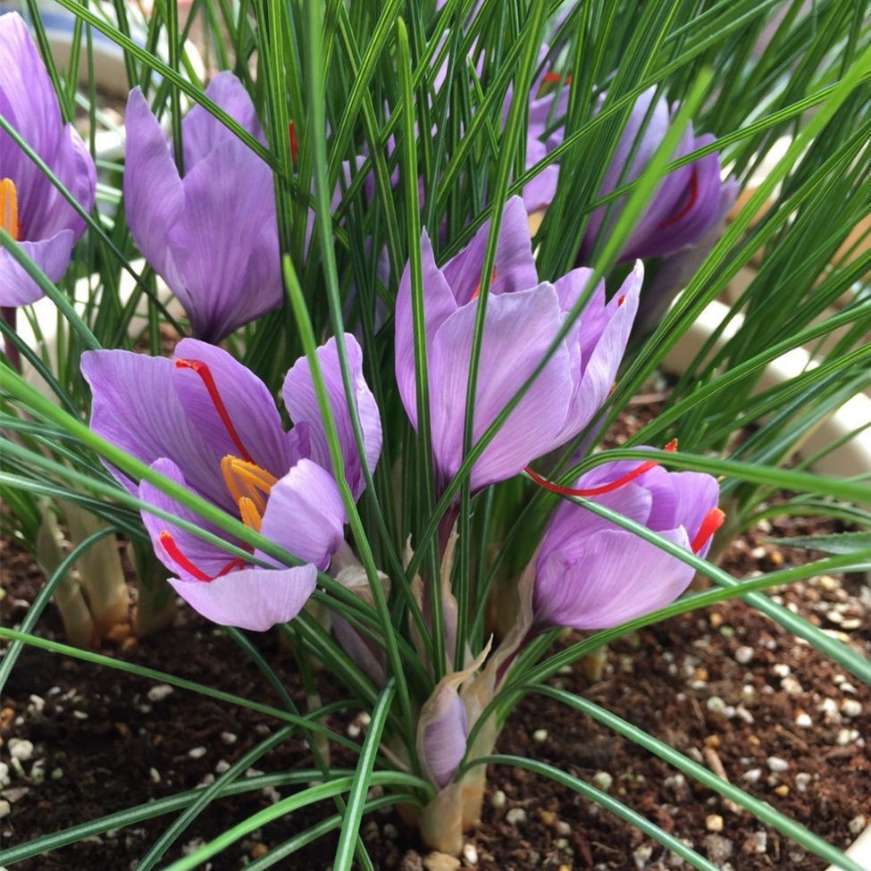 正品藏红花种球种子种植苗番红花花卉冬季西红花苗球根盆栽中药材