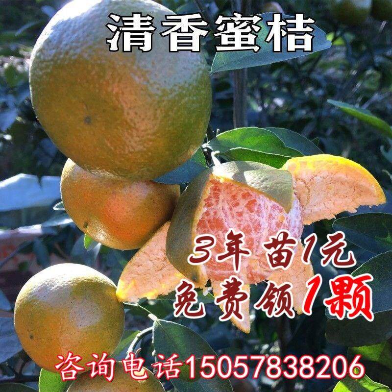新品种巴西蜜桔树苗广西特早熟清香蜜桔橘子树地栽盆栽当年结果