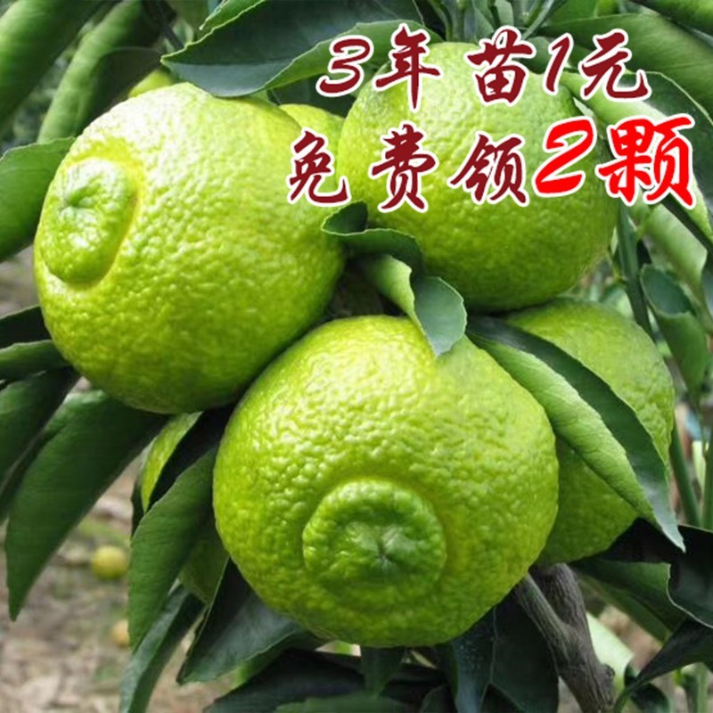 春香桔柚嫁接苗 象山青 桔和柚的杂交 口感甘甜脆爽健壮柑橘苗