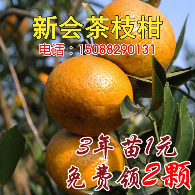 正宗嫁接新会柑大红柑茶枝柑种苗树柑桔果为新会陈皮用柑橘子树苗