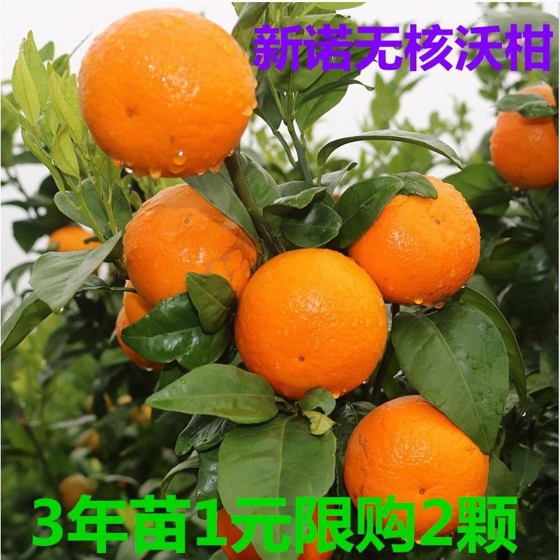 新诺无核沃柑树苗无核沃柑柑橘苗中柑所091无籽沃柑嫁接苗当年结
