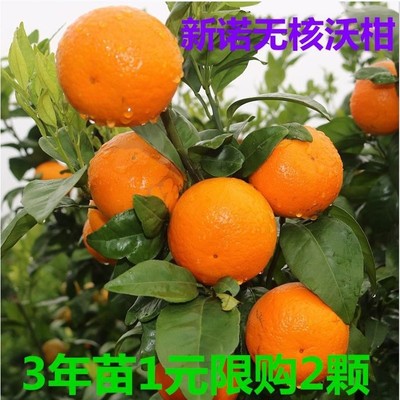 新诺无核沃柑树苗无核沃柑柑橘苗中柑所091无籽沃柑嫁接苗当年结