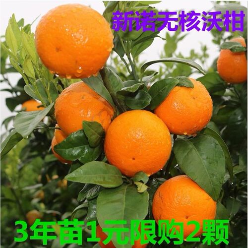 新诺无核沃柑树苗无核沃柑柑橘苗中柑所091无籽沃柑嫁接苗当年结