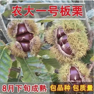 早熟矮化高产稳产板栗苗 农大一号板栗树苗 8月成熟 特好吃