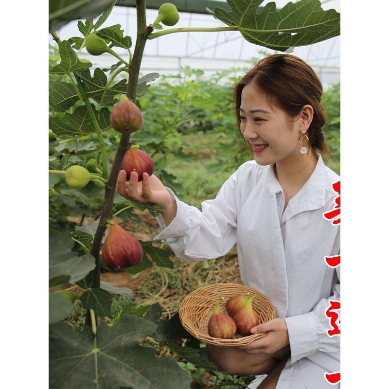 格莱斯无花果树果苗盆栽当年结果特大果树苗北方地栽庭院无花果苗