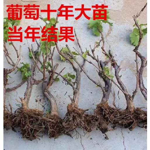 阳光玫瑰香印青提日本晴王蜜光葡萄甜蜜蓝宝石葡萄苗树苗当年结果