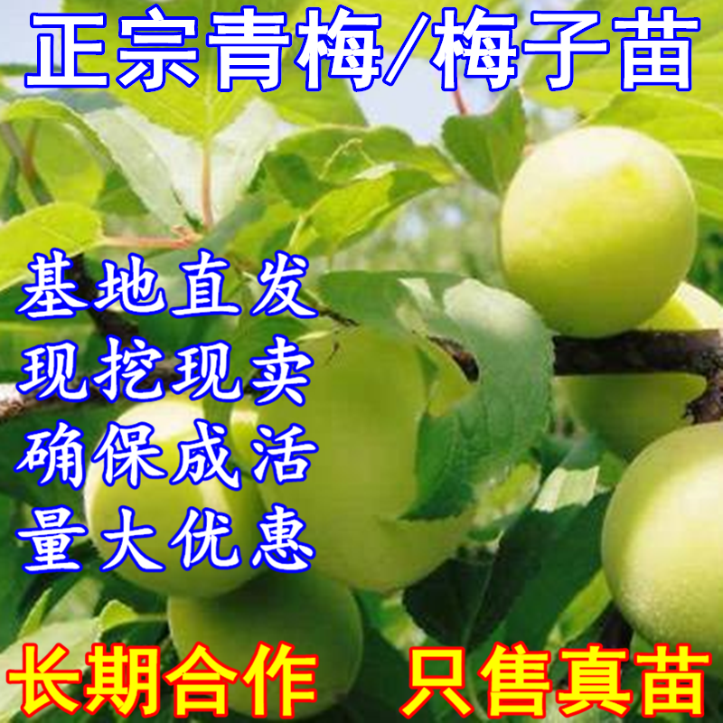 嫁接青梅果梅乌梅树苗盆栽地栽酸梅子南北方种植庭院当年结果5年