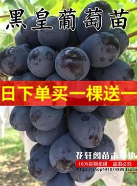 黑皇葡萄苗 抗寒不下架黑色大果粒嫁接葡萄树苗南方北方种植