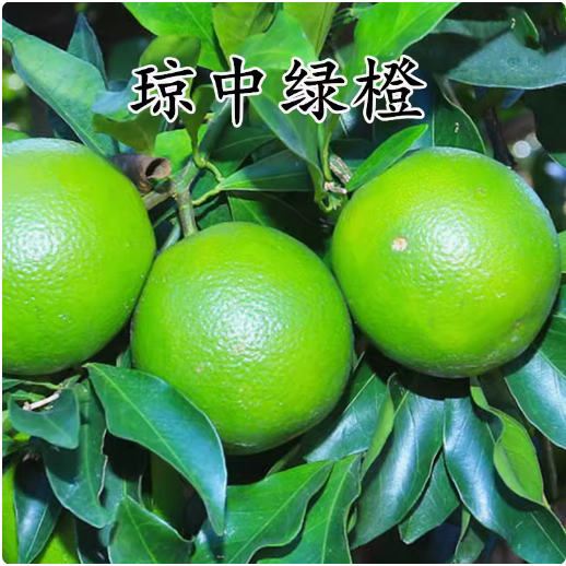 正宗海南琼中绿橙树苗橙子橙树树苗冰糖橙甜橙苗树苗南方种植嫁接