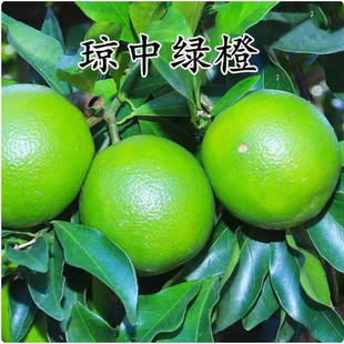 正宗海南琼中绿橙树苗橙子橙树树苗冰糖橙甜橙苗树苗南方种植嫁接