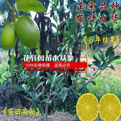 西柠.柠檬果树苗台湾无籽四季香水柠檬苗青皮红肉黄肉美国优力克