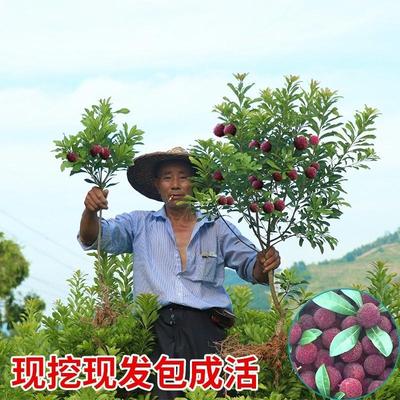 杨梅树树苗南方北方种植果树果苗嫁接东魁杨梅苗地栽庭院当年结果
