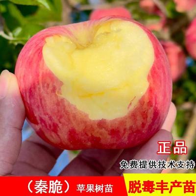苹果树苗秦脆脆甜蜜脆富士苹果苗南方北方种植庭院地栽盆栽水果苗
