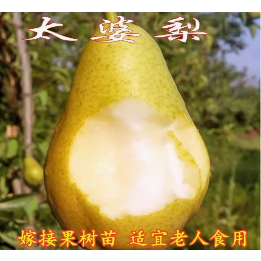 太婆梨苗茄梨嫁接果树苗 香蕉梨苗大头黄金香软梨酥梨树当年结果