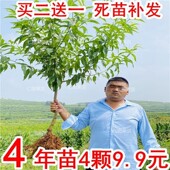 嫁接桃树苗水蜜桃锦绣黄桃苗血桃黑桃苗南方北方种植蟠桃油桃果苗