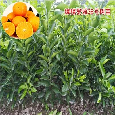 四川爱媛38号柑桔树苗 嫁接早熟桔子苗超级杂柑红美人柑橘果树苗