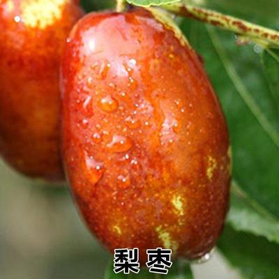 梨枣 单果60g 枣树苗 南方北方盆栽地栽果树苗 当年结果 枣树树苗