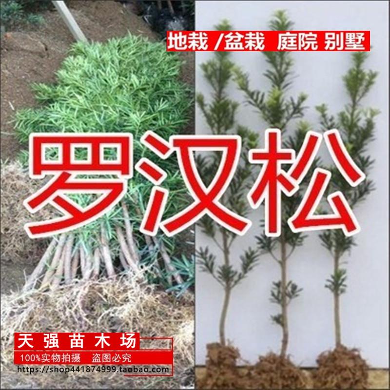 罗汉松树苗珍珠米叶小叶中叶雀舌苗大树老桩盆栽盆景四季常青植物